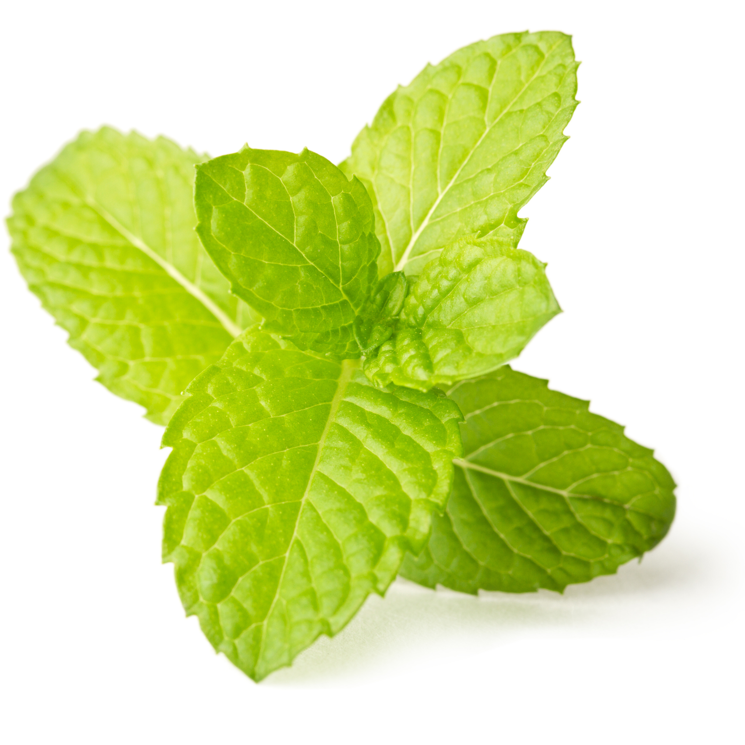 Stevia Leaf